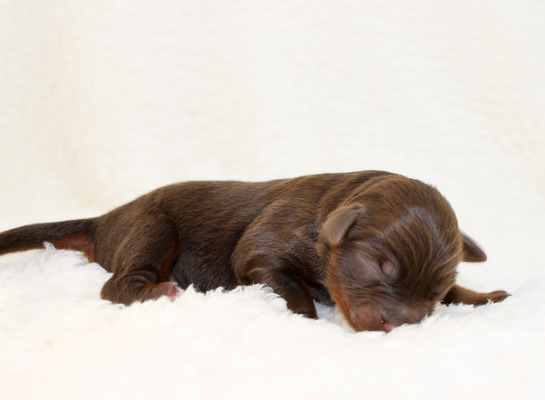 Rocket ~ Male