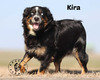 Krazy K's Sheza Spicy Lady