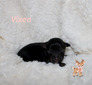 Vixen
