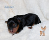 Dasher